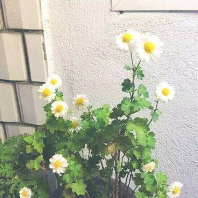 九游仙子奇踪手游官方下载